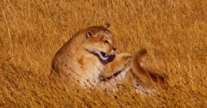 La supervivencia del puma