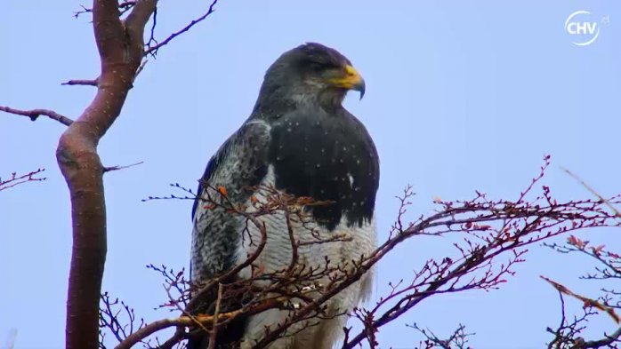 Capítulo 7 | Los Plumíferos
