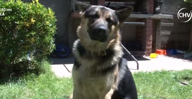 Perro volvió a su hogar después de 5 años