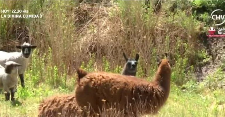 Historias de Pueblo: Valle de Lasana