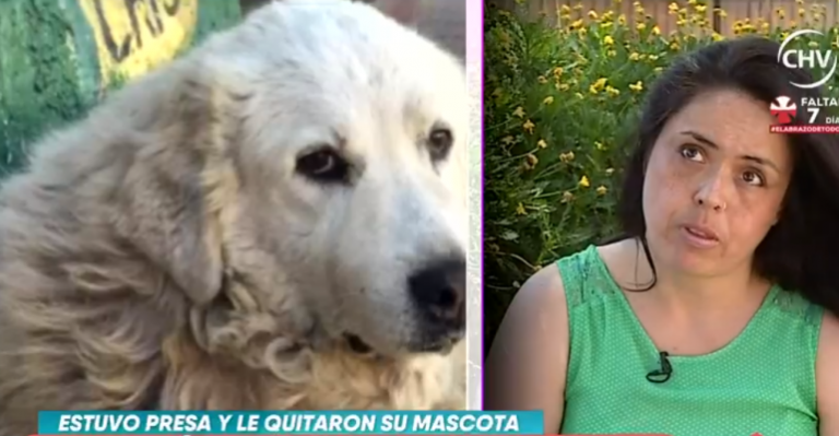 Rescató y ayudó a perrita en la calle y fue acusada de robo