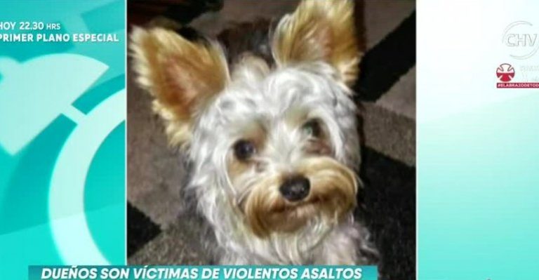 Alarma por aumento de robos de perros de raza