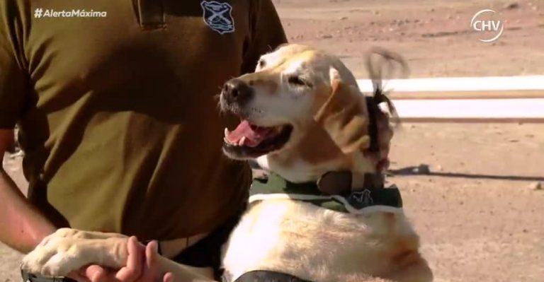El perrito Mike se jubiló de la Patrulla Canina de Carabineros