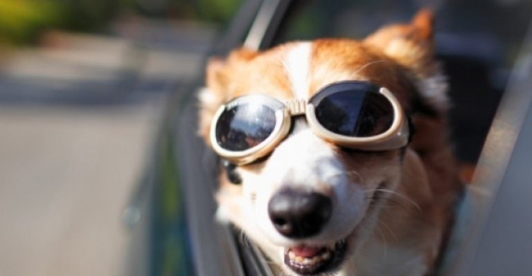 Precauciones para transportar mascotas en automóviles