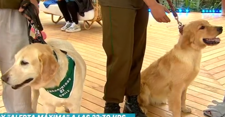 Panelistas de La Mañana jugaron con perros rastreadores