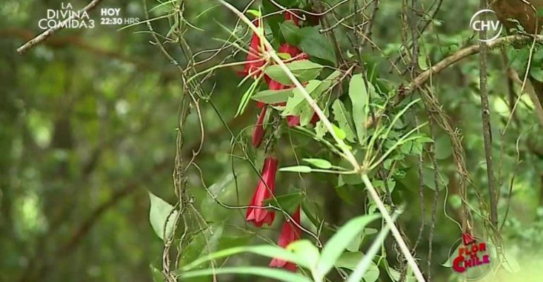 Flor De Chile | Capítulo 3 de febrero - Parte 2