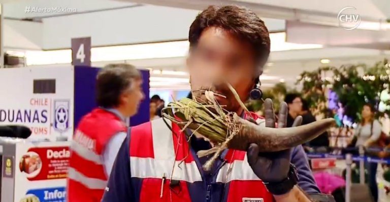 Cubana intentó ingresar al país amuleto de la suerte