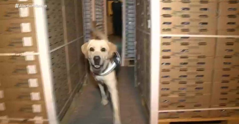 Bruno realizó una gran labor en este nuevo capítulo de Alerta Máxima