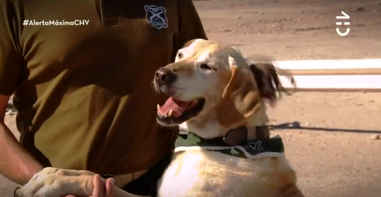 Mike pasó de perro detector a ser un miembro de una familia. - Parte 2