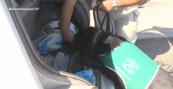 Maira y Aron los perros detectores que nadie engaña