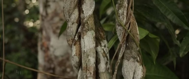 Investigan si muerte de chileno en Arica fue producto del consumo de ayahuasca