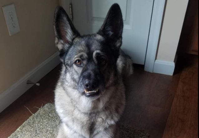 Grupo de presos golpeó brutalmente a un perro hasta la muerte