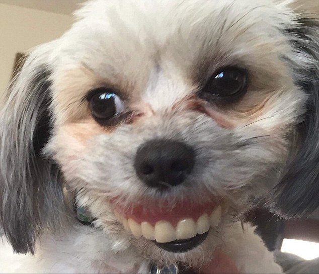 Perro sonriente: Despertó después de la siesta y encontró a su mascota usando su dentadura