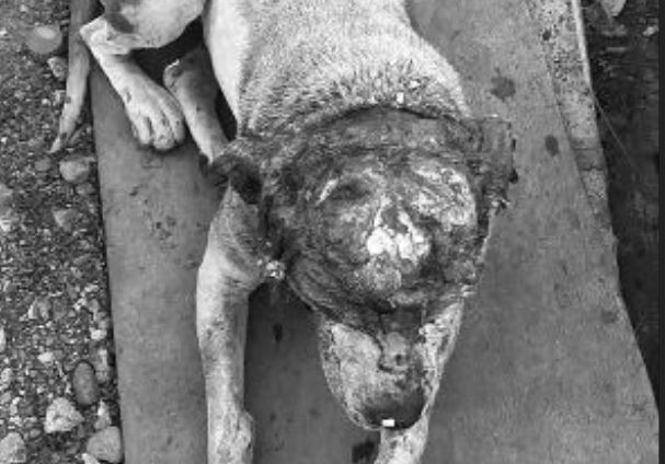 Impactantes imágenes dan cuenta de un ataque que terminó con la vida de una perrita en Huechuraba