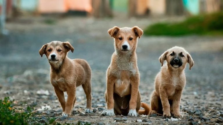 Estudio lo revela: 1 de cada 5 chilenos apoya la eutanasia de perros callejeros