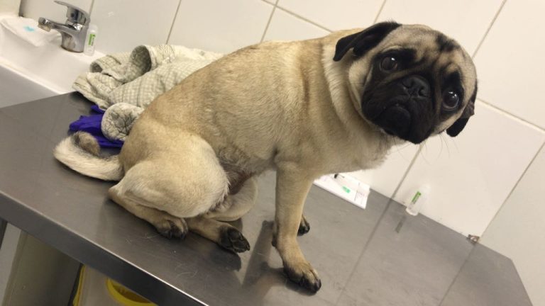 Los cuidados con las mascotas que se deben tener para estas Fiestas Patrias