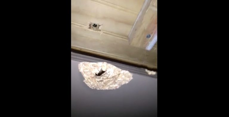 Le cayó una bala loca desde el cielo mientras leía la biblia con su esposo en su hogar en El Bosque