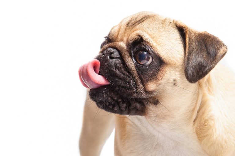 Desarrollan croqueta diseñada especialmente para los perros de la raza pug