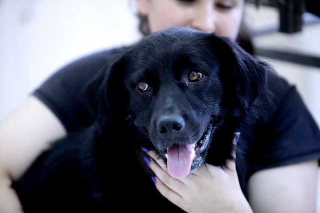 Veterinarios revelan qué sienten las mascotas minutos antes de ser sacrificadas