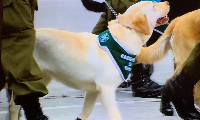 Lo que todos esperaban: Los tiernos perros que protagonizaron la Parada Militar 2018