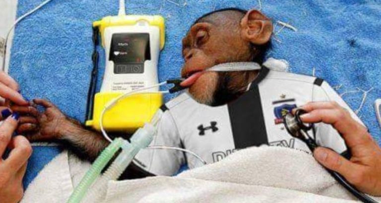 Los mejores memes que dejó la aplastante derrota de Colo Colo ante Palmeiras