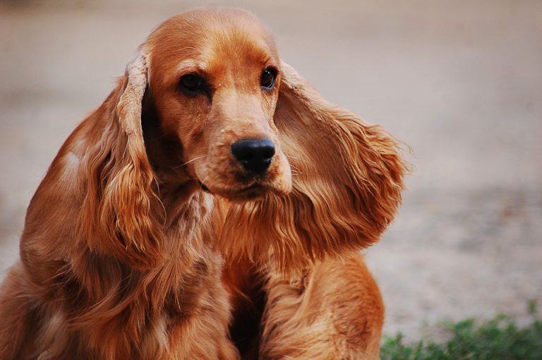 Veterinario de Animal Planet advirtió que los cocker spaniel no es una raza apta para los niños