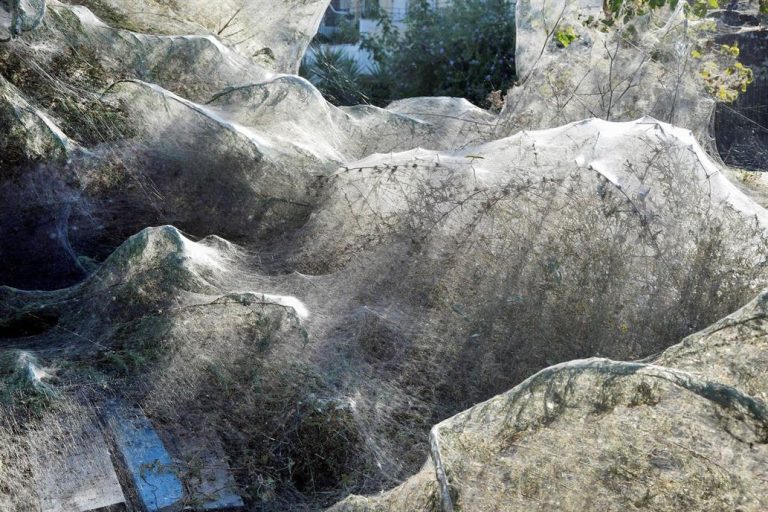 Aterradora telaraña de 300 metros apareció en una playa de Grecia