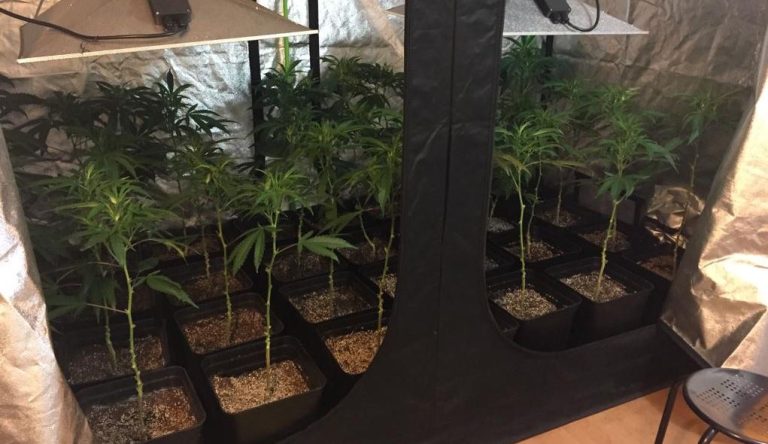 Carabineros detuvo a traficante que contaba con completo cultivo “indoor” en su departamento