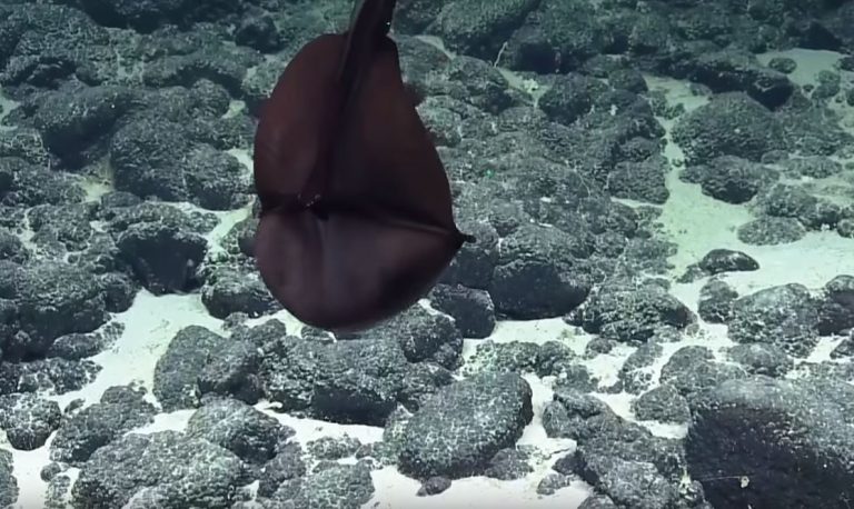 ¿Un monstruo marino? El sorprendente video de un extraño pez en las costas de Hawái