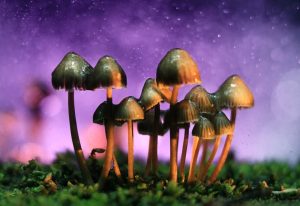 Hongos alucinógenos podrían transformarse en el  tratamiento perfecto contra la depresión