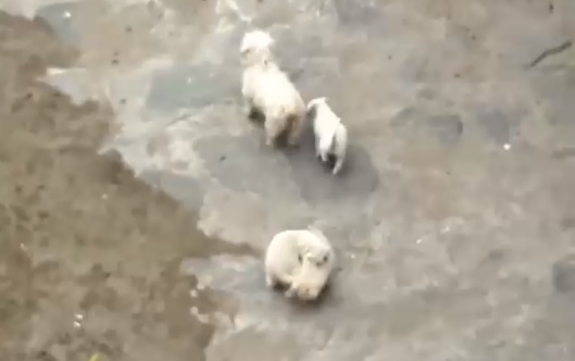 Habrían sido abandonados: Captan cómo tres cachorros deambulan por la ribera del río Mapocho
