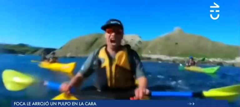 De no creer: Foca le arrojó un pulpo en la cara a kayakista