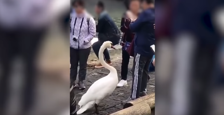 Turista agarró violentamente del cuello a un cisne después de una foto fallida