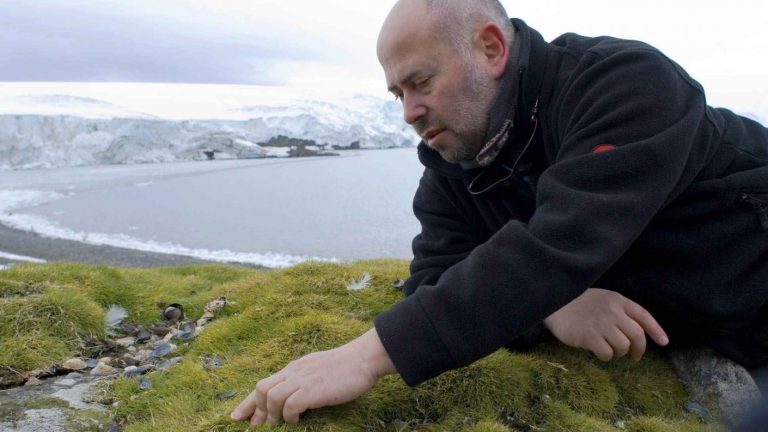Investigadores chilenos y argentinos descubren planta que promete combatir el cáncer colorrectal