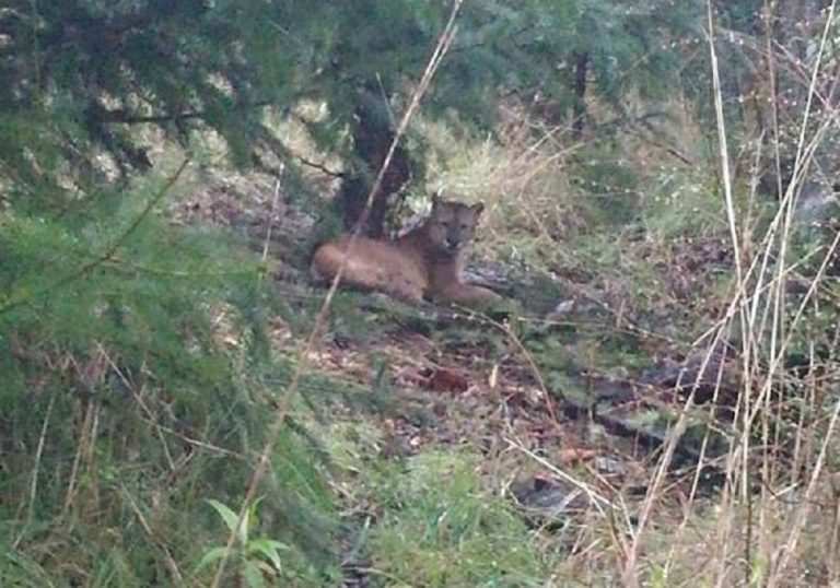 Carabineros alertó al SAG sobre un puma herido en Loncoche: Llegaron cuando ya estaba muerto