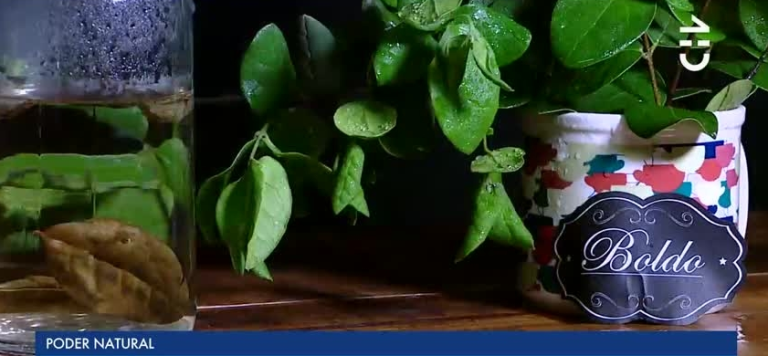 Repara el hígado y ayuda para dormir: Los grandes beneficios que tiene el boldo