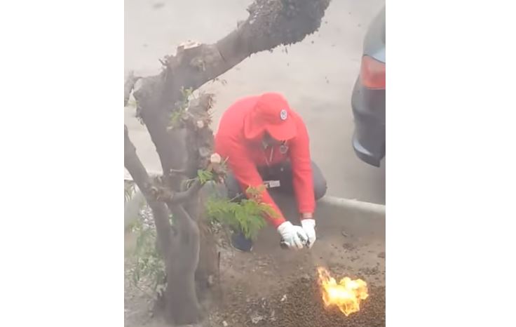 Antofagasta: Denuncian a funcionarios del municipio de quemar panal de abejas