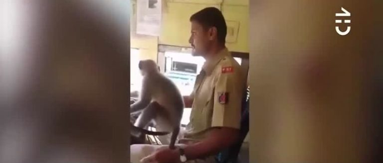 Mono fue grabado “manejando” un bus en India