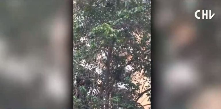 Mujer subió a un árbol de 5 metros para poder rescatar a su gata y quedó atrapada