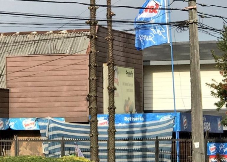 Indignación entre habitantes de Temuco por “mutilación” de una Araucaria araucana