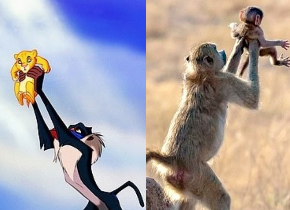 Como Rafiki y Simba: Foto de un mono sosteniendo a su bebé como en 