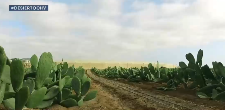 Los Frutos del desierto: Cultivos en el suelo más árido del mundo