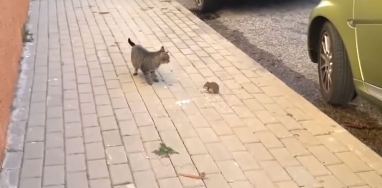¿Quién habrá ganado?: Este fue el inesperado desenlace de la pelea entre un gato y un ratón