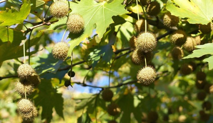 “Ley Arbolito”: La normativa que ayudará a todos los que sufren de alergia por el plátano oriental