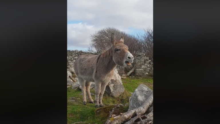Video de burra que “canta ópera” causa sensación en Internet y se convierte en viral