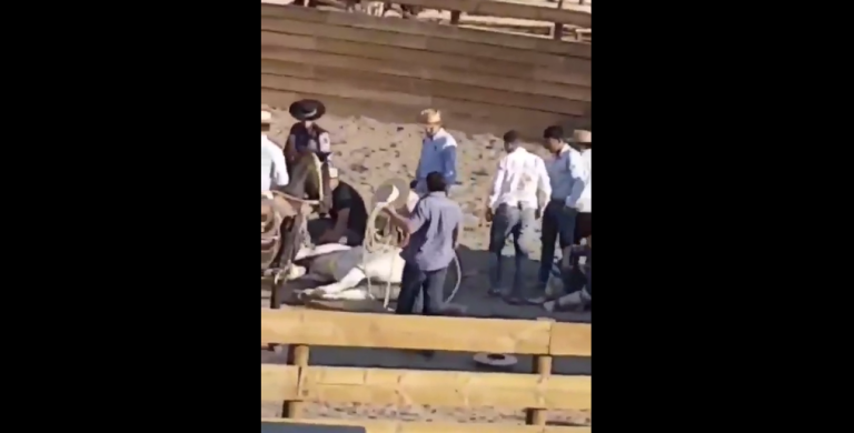 Así fue el momento en el que un caballo se desplomó y convulsionó durante una domadura en medialuna