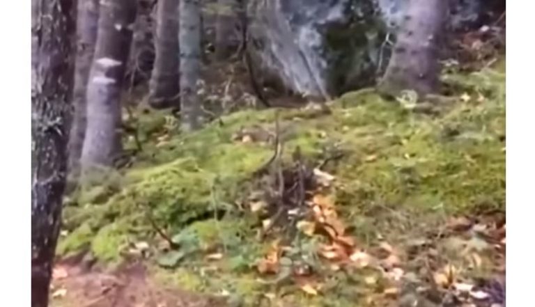 ¿Será real? Viralizan video donde pareciera que un bosque está “respirando”