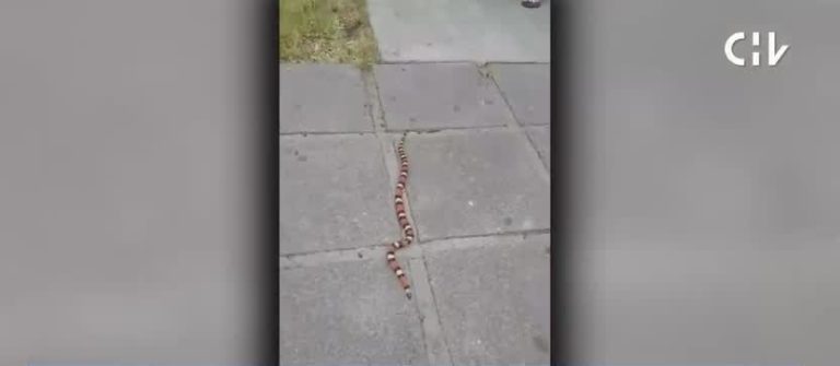 Causó pánico: Serpiente se escapó desde una tienda de mascotas en Las Condes