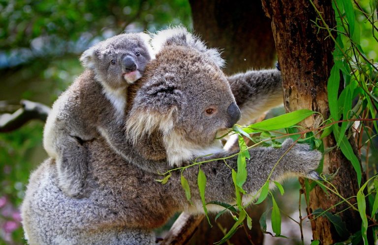 Malas noticias: Koalas desaparecen a un ritmo más rápido que la población mundial de animales