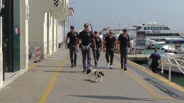 Como “Don Corleone”: Mafia italiana le puso precio a la cabeza de perro policía antinarcóticos que estropea su negocio